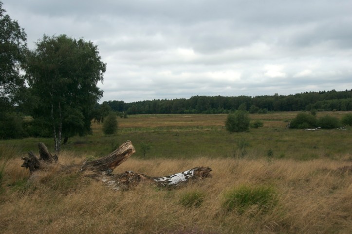 Wittmoor Heidefläche