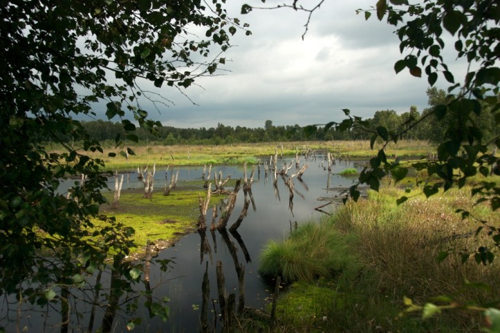 Im sauren, nährstoffarmen Millieu verrotten die Stämme unter Wasser nicht.