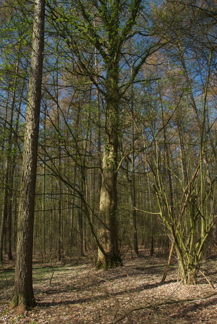 quer durch das Niendorfer Gehege