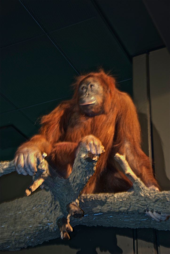 Orang-Utan