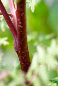 stacheliger Stängel
