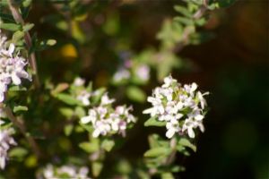 Thymian