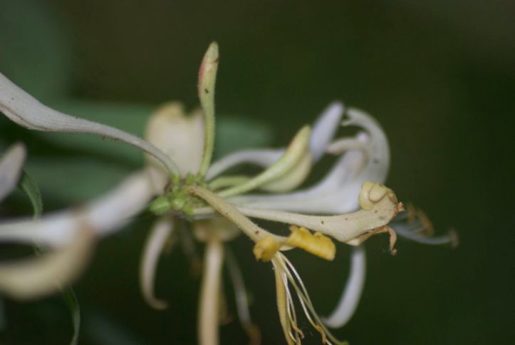 Geißblatt (Lonicera)