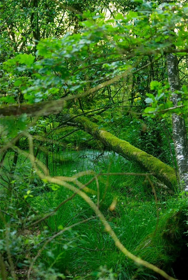 Randbereich des Niedermoores