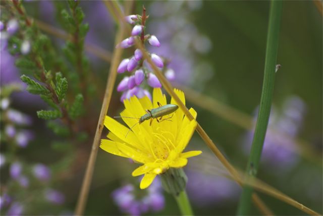 Käfer Die Besenheide im Hintergrund blüht noch nicht ganz.
