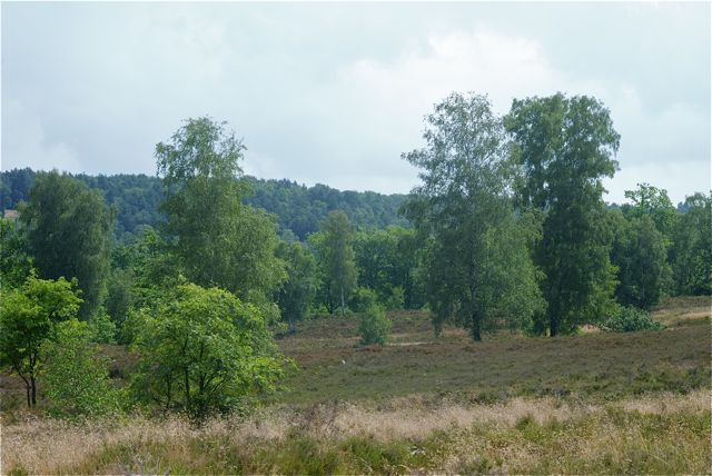Fischbeker Heide