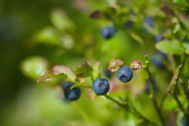 Heidelbeeren Heidelbeeren als Wegzehrung