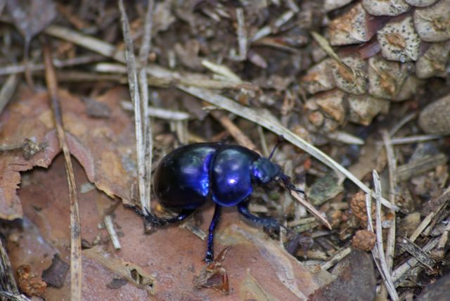 Pillendreher Pillendreher