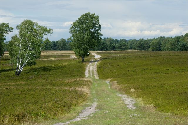 Heidefläche mit Birken Heidefläche mit Birken