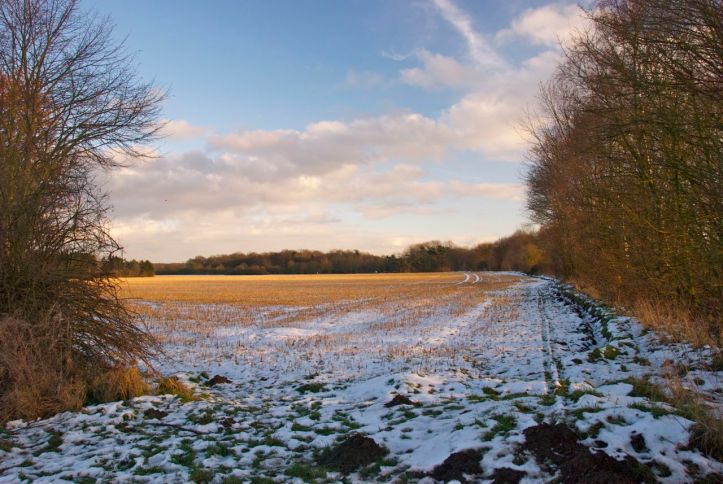 Schonung und Wildacker