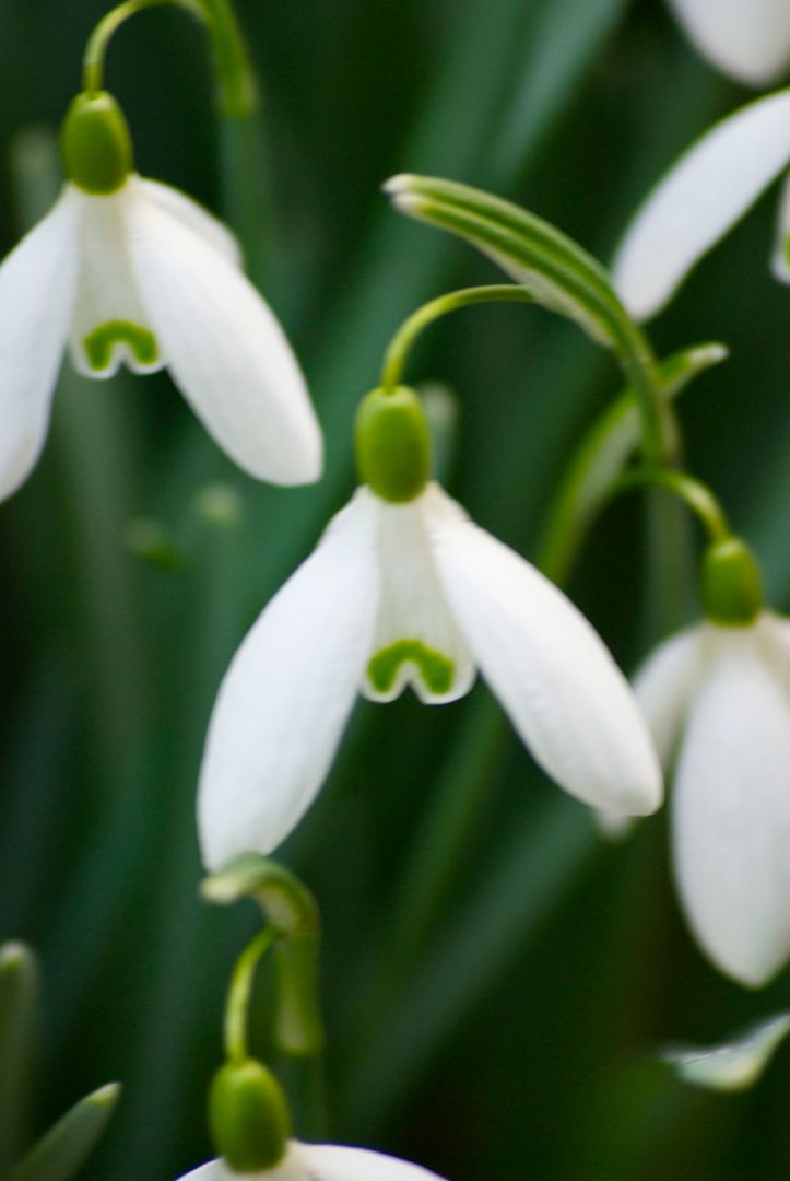 Schneeglöckchen