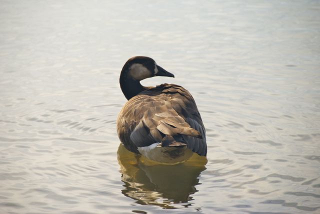 Ein schöner Rücken, weißer Hintern, braune Flügel