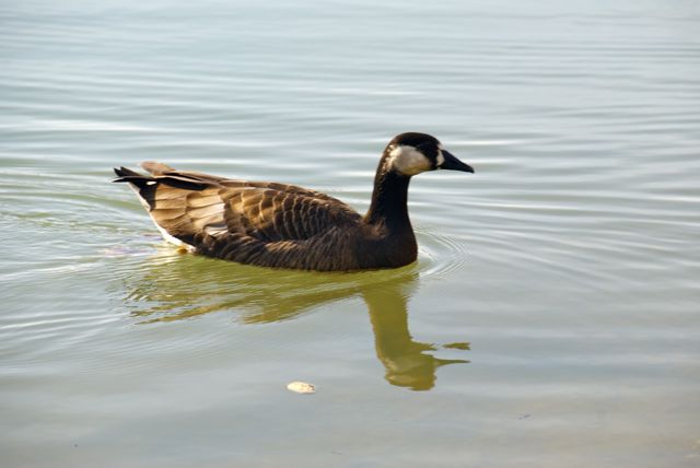 die Wangen sind von der Kanadagans, aber nicht weiß, sondern beige und etwas unscharf abgesetzt