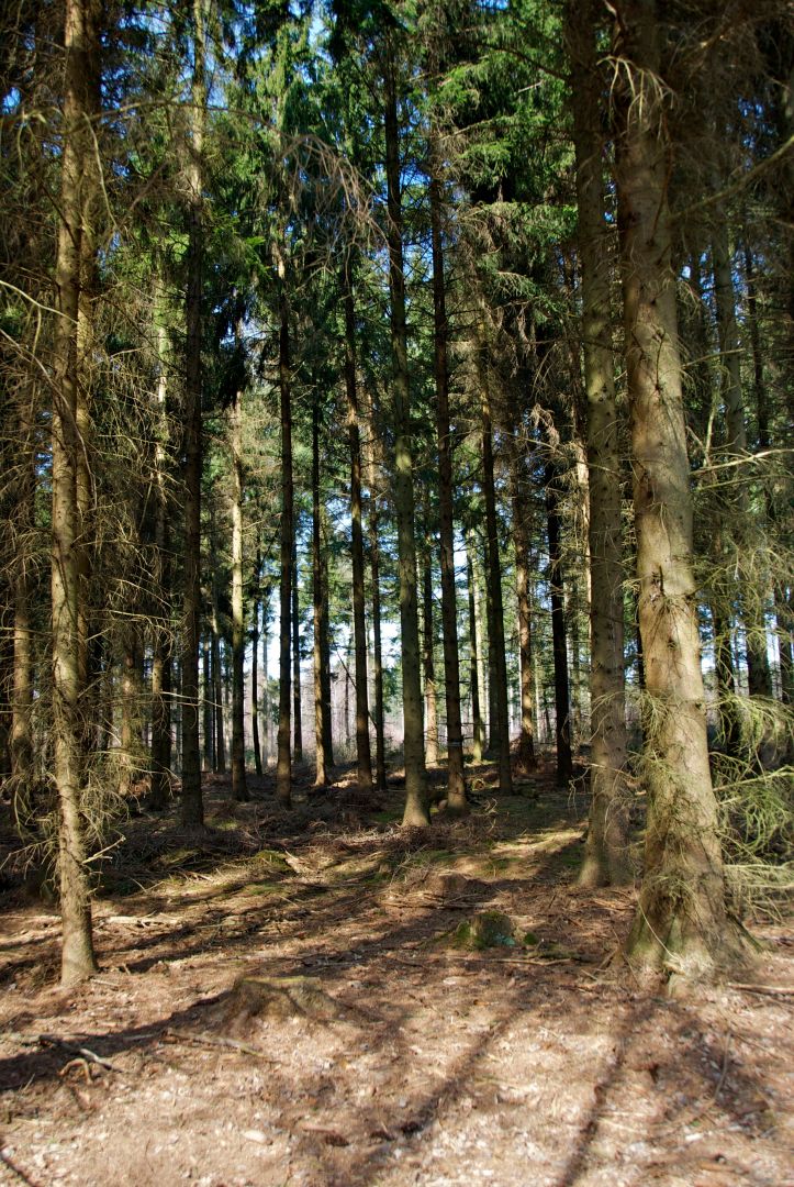 Willst Du den Wald vernichten, pflanze Fichten