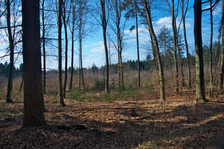 Freifläche nach Sturmschaden