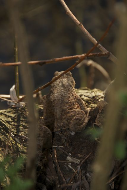 Schnell ins Wasser, dann Paarung, dann Eiablage, das ist der Plan!