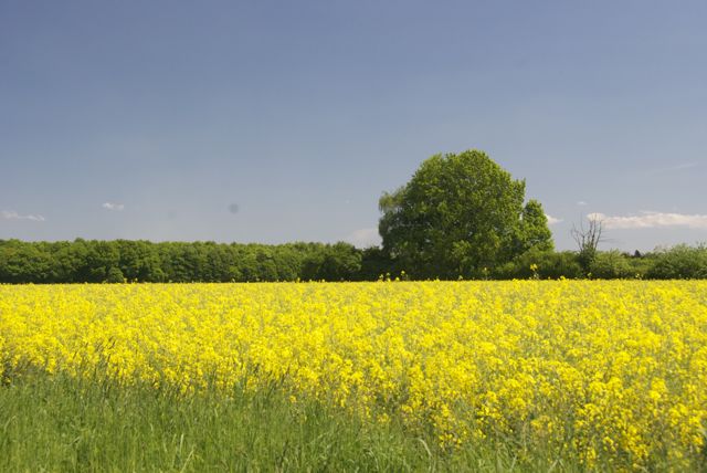 blühender Raps DSC_2848