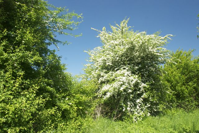 blühender Weißdorn DSC_2849