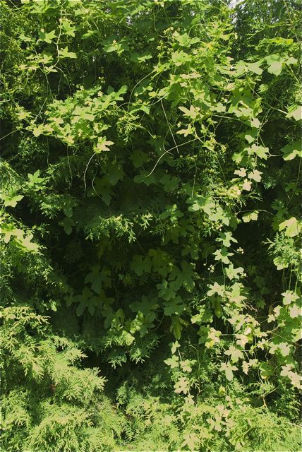 Thujahecke mit Schlingpflanze