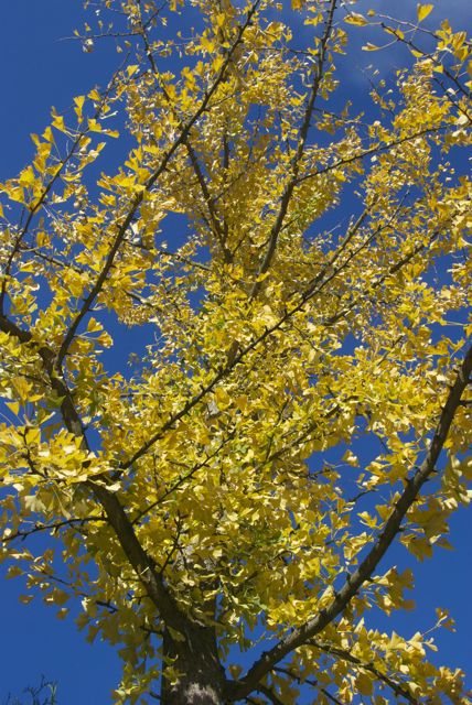 Gingko ganz gelb