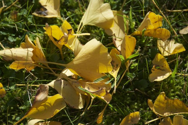 Ginkgo Laub