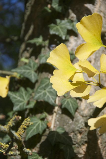 Ginkgo mit Efeu
