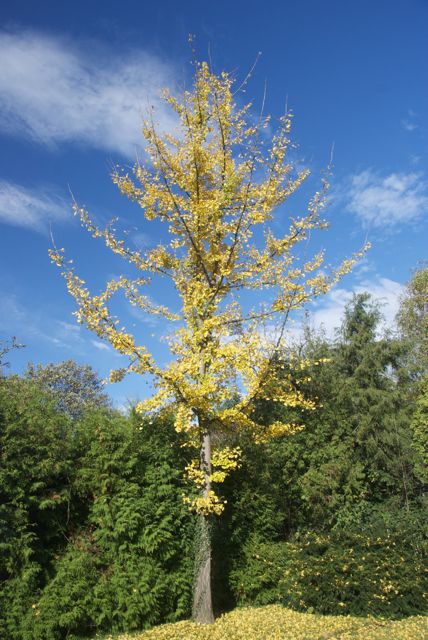 Gingko biloba