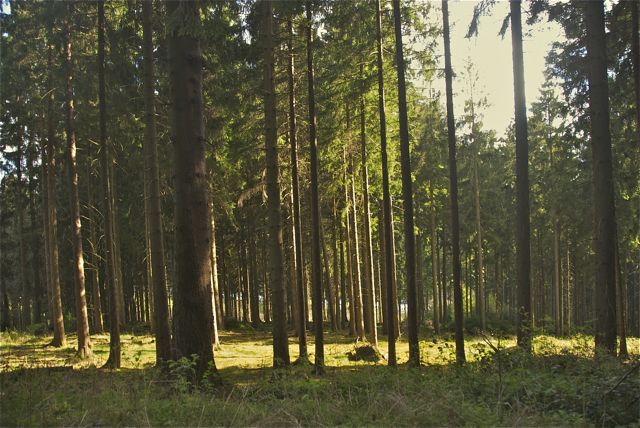 Im windgeschützten Fichtenwald ist es doch ganz angenehm.