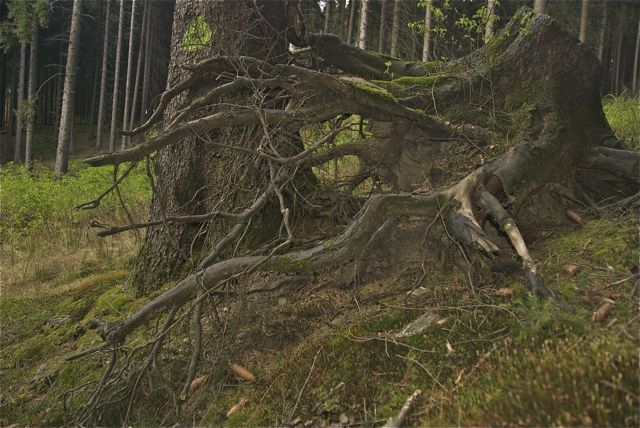 Kyrill hinterließ Kunst an der Wurzel. 