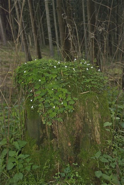 Und der Baumstumpf trägt ein Mützchen aus Sauerklee.