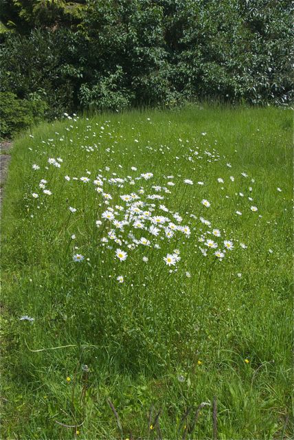 Die Margariten auf der Blumenwiese wachsen freiwillig.