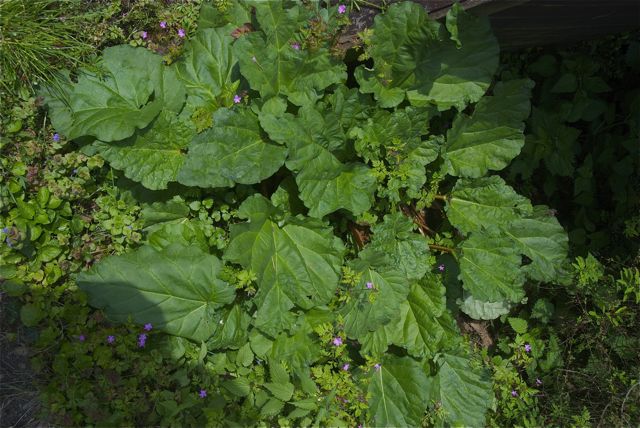 Der Rhabarber ist es nicht. Ich esse ihn zwar nicht, aber er hat schon anderen viel Freude bereitet.