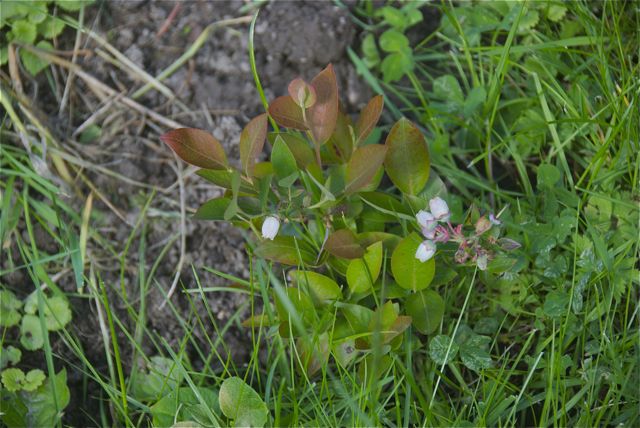 Die mickrigen Heidelbeeren habe ich in der Blumenwiese verbuddelt.