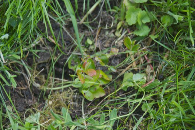 Heidelbeeren, mickrig und schlecht bewurzelt