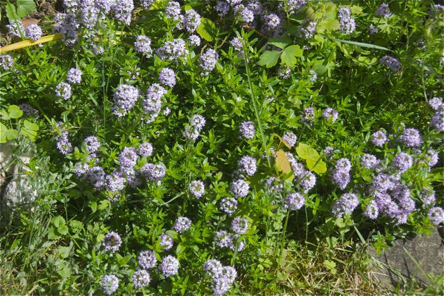 Thymian von der Mieterin, gepflanzt 2013