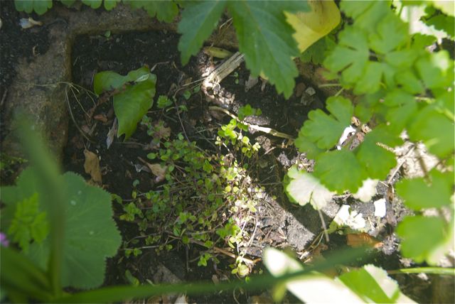 "Quendel" von Bakker