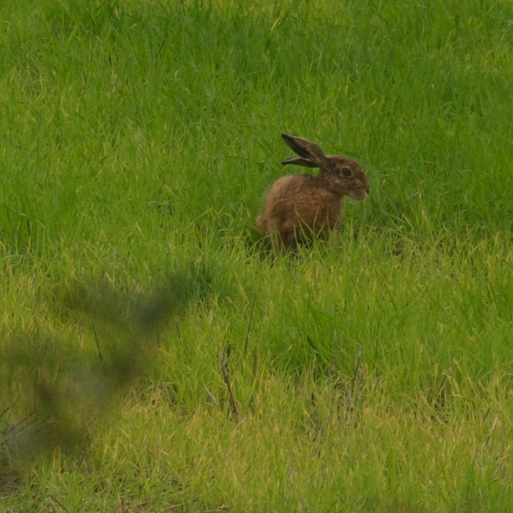 Feldhase, kein Kaninchen