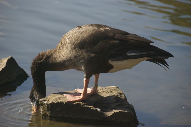 Kind der Liebe: Kanadagans X Hausgans