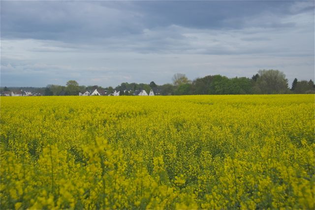 … und wenn man vom Steinweg Richtung Rath guckt