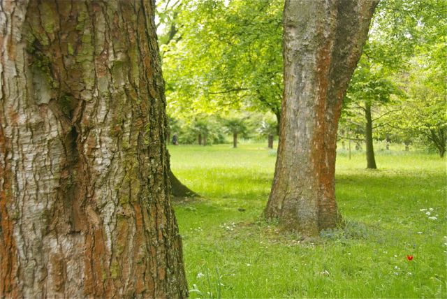 schöner alter Baumbestand