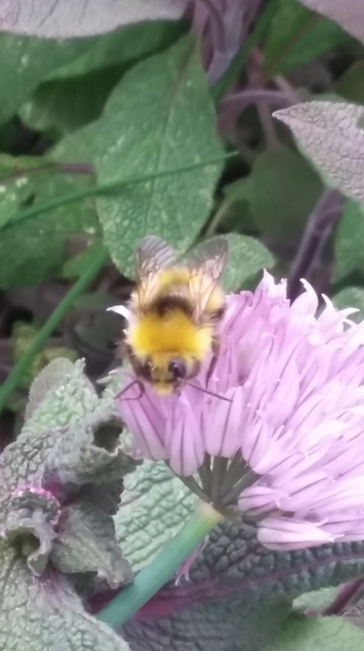 tmp_32011-20160605_173236-830618192