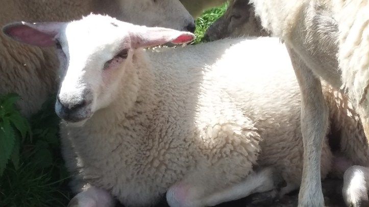 tmp_16994-20160621_1457261296842851