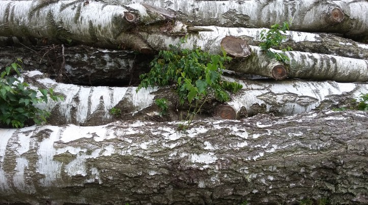 tmp_14561-20160820_131532-1159867202