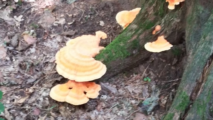 tmp_14561-20160820_165307-692670592