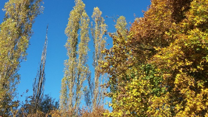 tmp_13536-20161030_120438_richtonehdr848453577