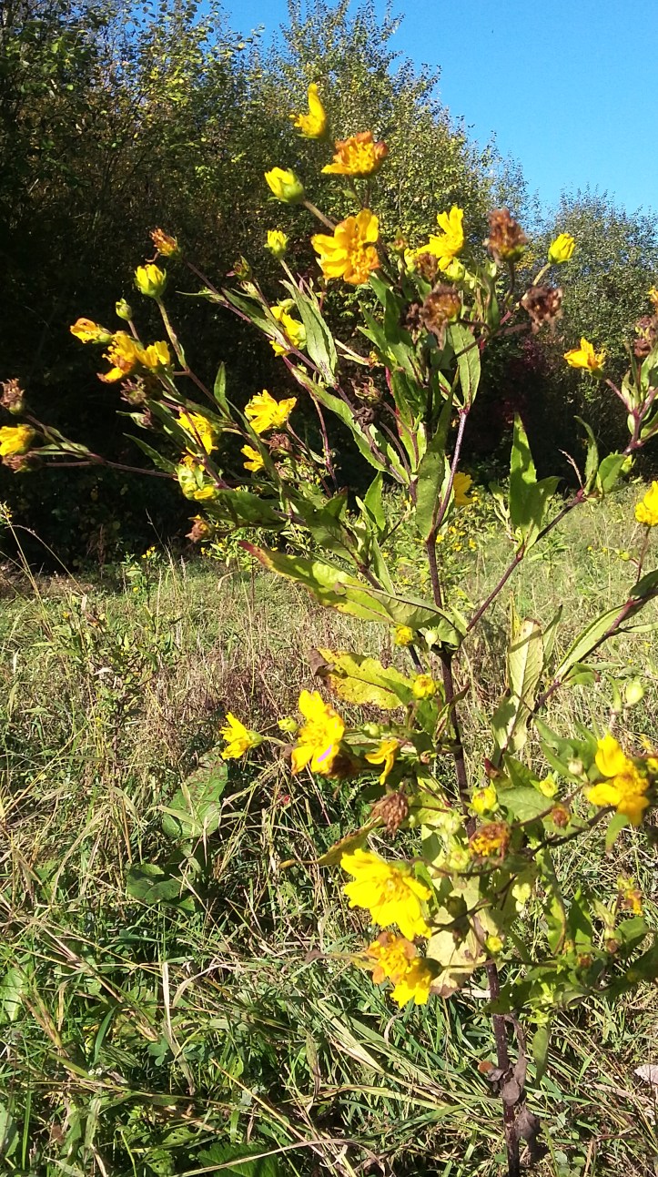 tmp_13536-20161030_120753_richtonehdr1546936480