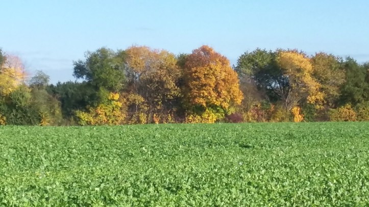 tmp_13536-20161030_121052_richtonehdr-1085266045