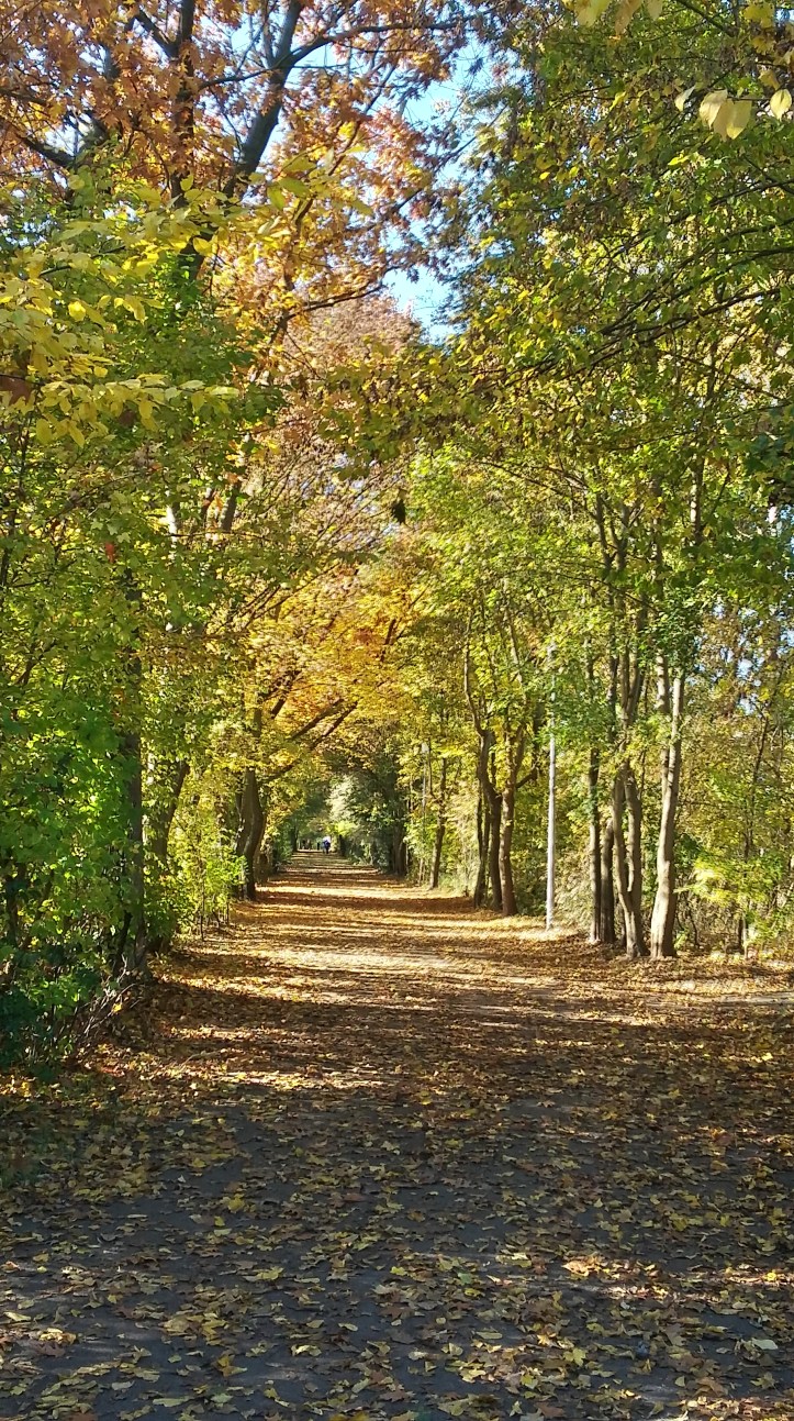 tmp_13536-20161030_132154_richtonehdr-1395501027