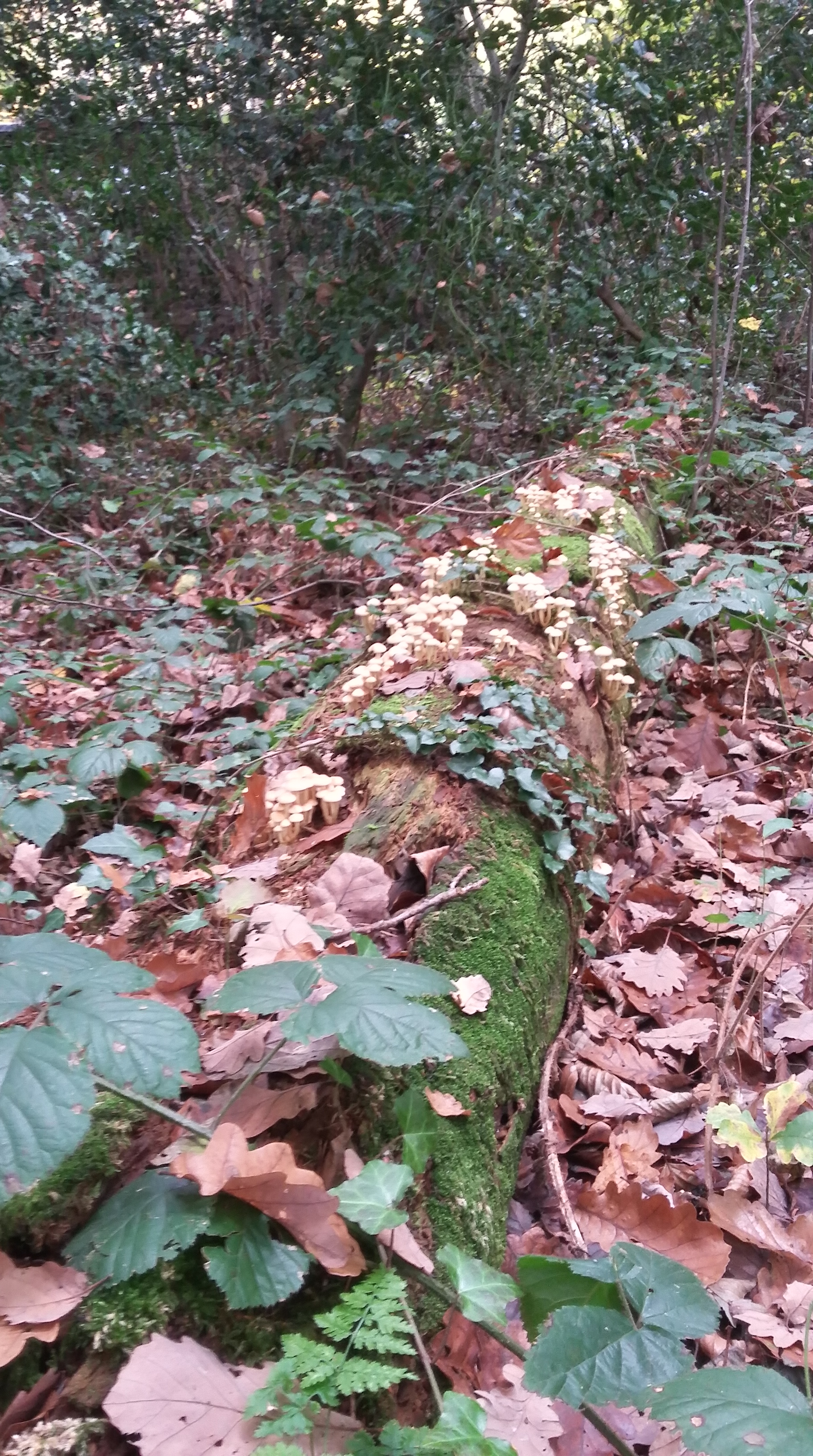 tmp_3384-20161029_134749_richtonehdr-732539194