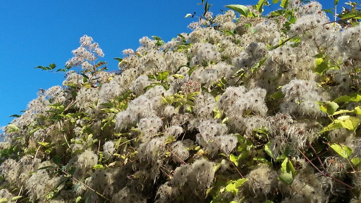 tmp_27629-20161030_123153_richtonehdr-274224791